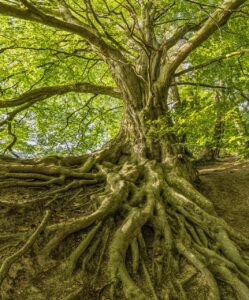 Tree with Roots